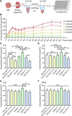 SLC2A9 rs16890979 reduces uric acid absorption by kidney organoids